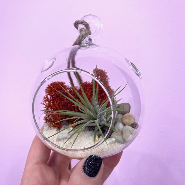 Pink Table Airplant Terrarium –